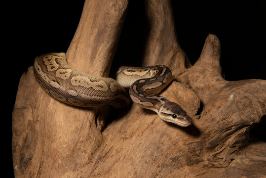 ball python snake