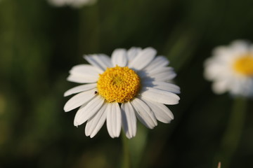 chamomile -  Flowerpower