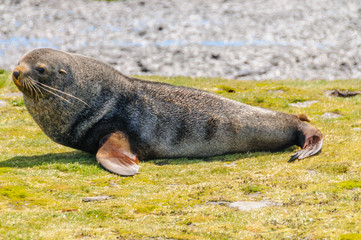 Fur Seals - Arctocephalus gazella - On the Salisbury Plains, South Georgia Island.