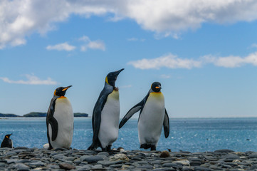 Fototapeta na wymiar Impression of the wild abundance of King Penguins at Salisbury Plains, South Georgia.