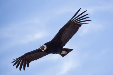 Andean Condor
