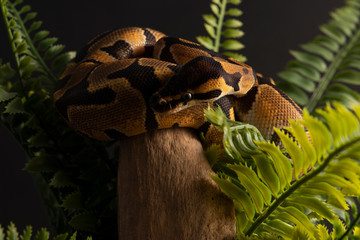 Fototapeta premium ball python snake