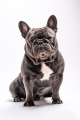 Cute wrinkled french bulldog portrait shot isolated looking straight to the camera. Copy space available for commercial and advertisement