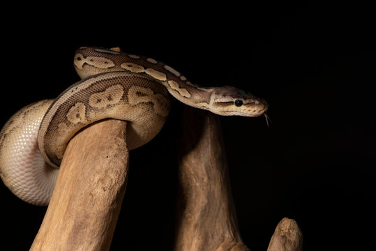 ball python snake