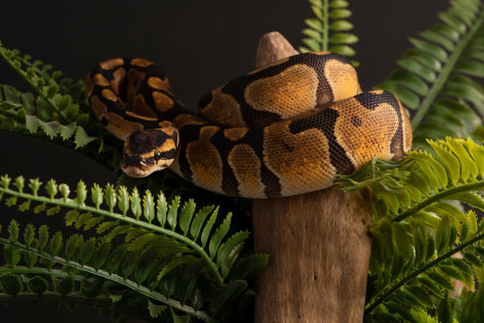 ball python snake