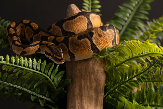 ball python snake