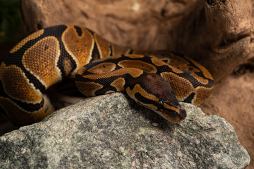 ball python snake