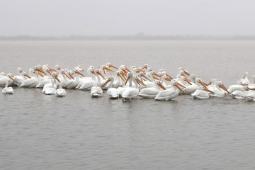 Fototapeta premium A flock of white american pelicans floating in the water on a cold winter day