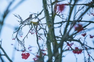 Brown, grey and white colored thrush bird, fieldfare, Turdus pilaris, a winter visitor, sitting on a twig of a rowanberry tree with red berries, cold winter time, dark blue sky