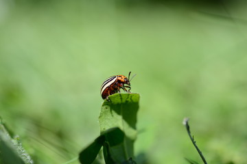 Makro Isolierter Käfer auf Blatt im Hintergrund grüne Wiese, Banner Gruß Frühling