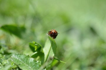 Makro Frontansicht eines Kartoffelkäfers auf Blatt, Hintergrund grüne Wiese 