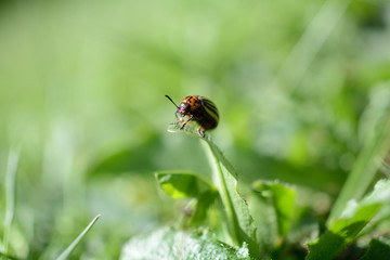 Makro Nahaufnahme von Käfer von vorne auf Blatt, Hintergrund grüne Wiese 