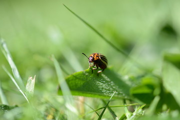 Fototapeta premium Makro Nahaufnahme von Käfer von vorne auf Blatt, Hintergrund grüne Wiese 