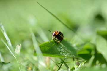 Nahaufnahme eines Kartoffelkäfers auf Blatt auf grüner Wiese, Hintergrund für Grußkarte im Frühling mit isoliertem Käfer