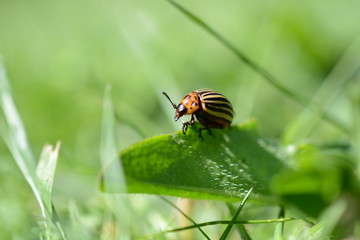 Makro Nahaufnahme eines Kartoffelkäfers auf grünem Blatt  im Frühling, Grußkarte mit Insekt