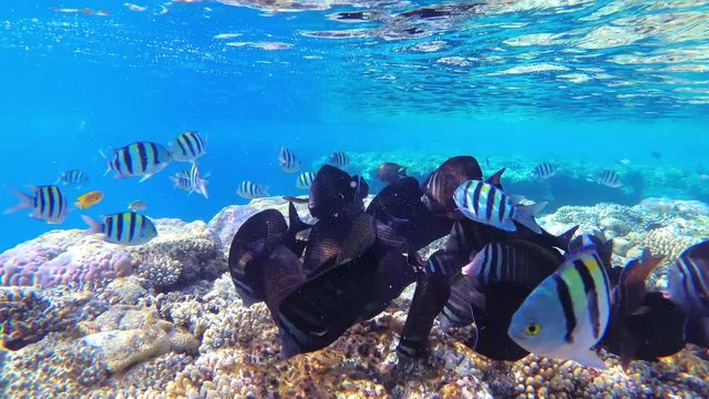 Approaching black fishes on coral reef, slow motion, UHD.
