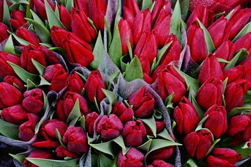 Red tulips background. Wallpaper red tulips