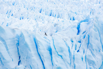 Fototapeta na wymiar Giant condor giant glacier