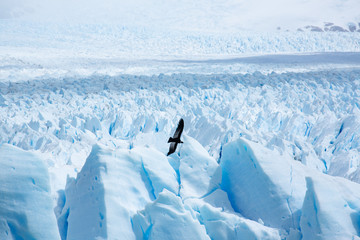 Condor over the glacier