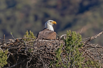Bald eagle in nest at Los Angeles mountains © kgrif