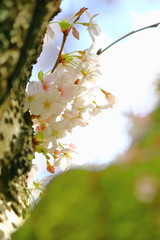Cherry Blossom