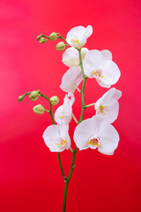 Orchid flower on isolated red background