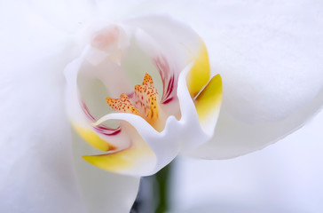 Orchid flower. White orchid close up, macro photo.