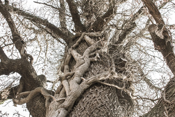 A huge ancient tree. Thick ash trunk. Enchanted tall oak. Fairy forest. Grow together roots. Two guns. Oddities of nature. Natural plant breeding. Dry branches of a large tree. The texture of the bark