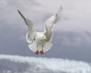 Seagulls flying in Glacier Bay Alaska