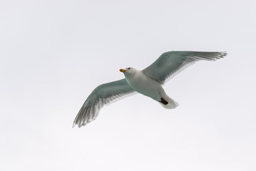 Seagulls flying in Glacier Bay Alaska