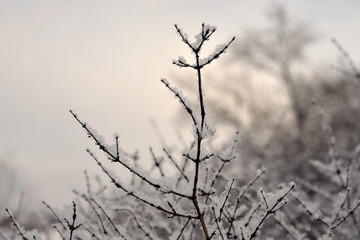 Fototapeta na wymiar The branches of the bush at winter.