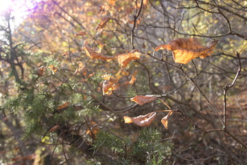 autumn forest in the mountains