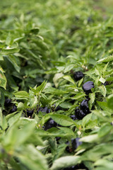 plantation d'aubergine