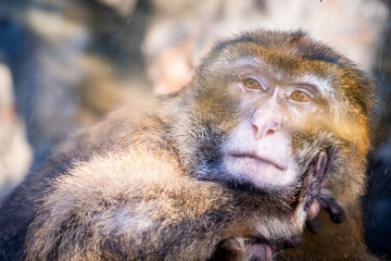 Portrait d'un macaque de Barbarie