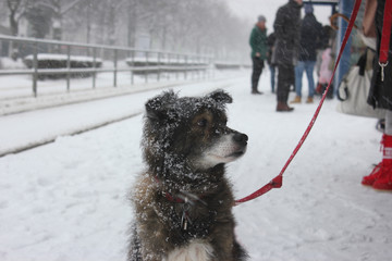 Naklejka premium Snow-covered dog at tram station. 