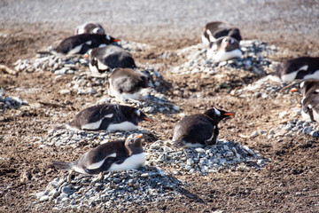 Gentoo penguins nesting