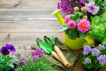 Seedlings of garden plants and flowers in flowerpots. Garden equipment: watering can, shovel, rake,...
