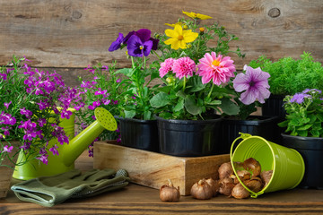 Seedlings of garden plants and flowers in flowerpots, bulbs of spring flowers. Garden equipment: watering can, bucket, gloves.