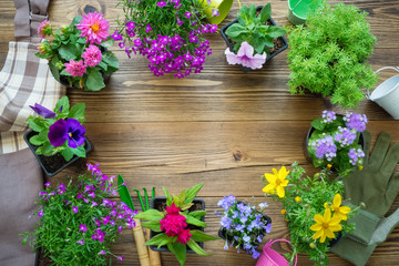 Seedlings of garden plants and nice flowers in flowerpots. Garden equipment: watering can, buckets, shovel, rake, gloves. Copy space for text.