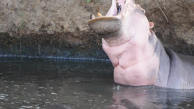 180p slow motion clip of a hippopotamus in a river pool stopping yawning at serengeti national park in tanzania