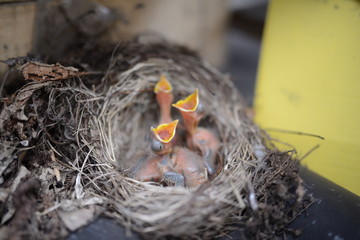 3 Hungrige Vögel schreien nach Futter im Vogelnest