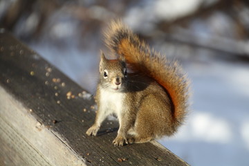 Squirrel On The Rail, Whitemud Park, Edmonton, Alberta