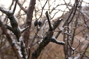 ice drops and berries