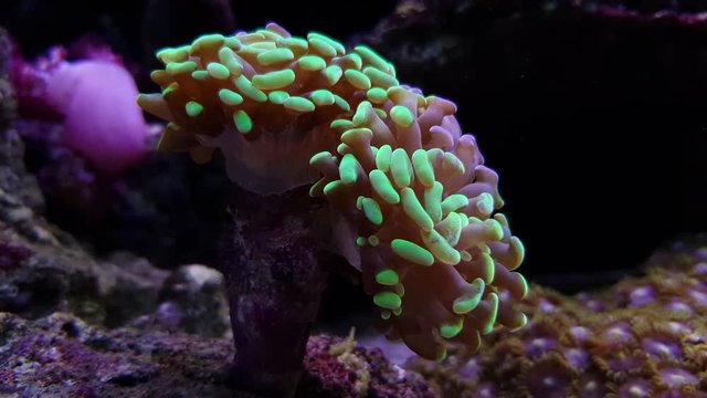 Ephyllia hammer LPS coral in reef tank