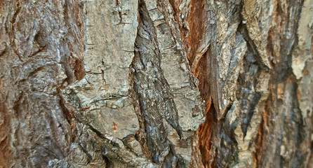 Bark of willow tree texture close up
