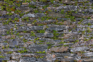 Rustic Wall Closeup