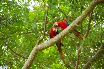 Scarlet Macaws in the Pantanal