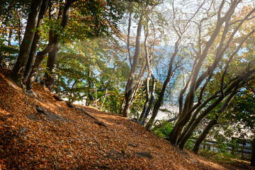 Fototapeta na wymiar autumn forest with bright sun shining through the trees