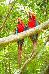 Scarlet Macaws in the Pantanal