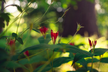 red spigelia flowers in the srpring